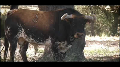 TOROS DE PEÑAJARA Y LORETO CHARRO PARA LA FERIA DE TERUEL 2023