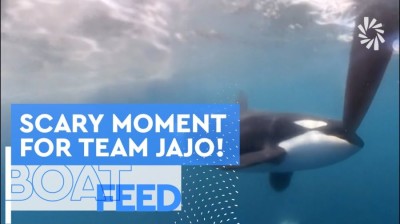 Des orques attaquent un bateau de l'Oceans Race