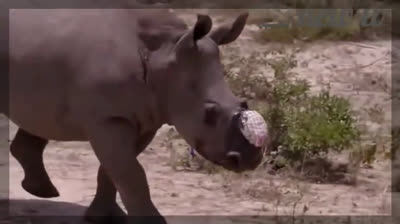 Rinoceronte, el cuerno maldito | Clandestino - Temporada 1 - Episodio 3 Online