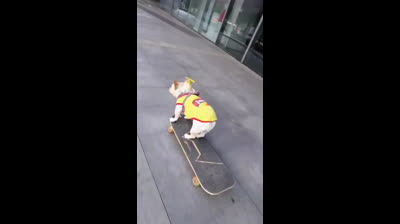 Un chien qui patine dans les rues, la vidéo qui va illuminer votre journée