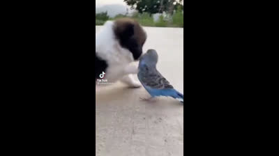 Perro y periquito, mejores amigos